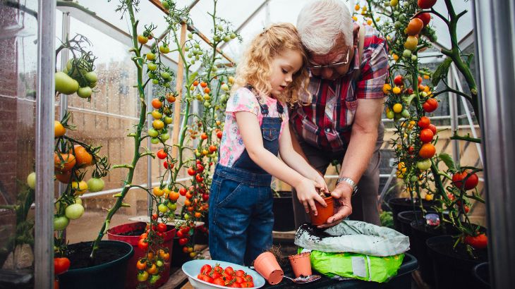 Grandfather potting plants with grandchild in the greenhouse