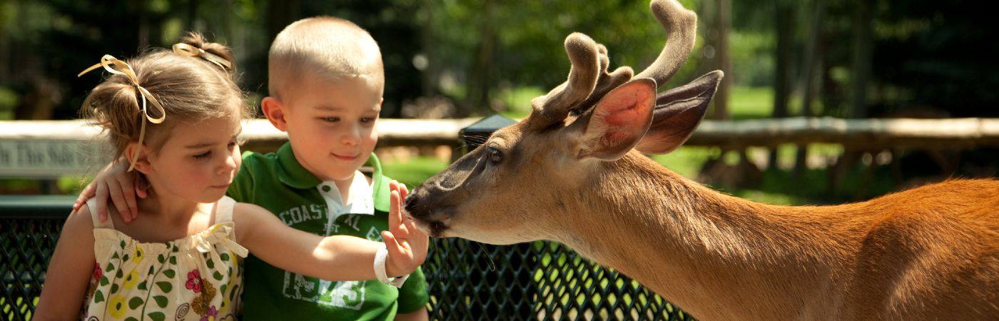 Children feeding animals at the park