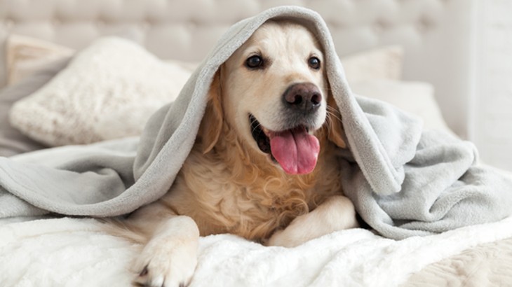 Golden retriever under a blanket