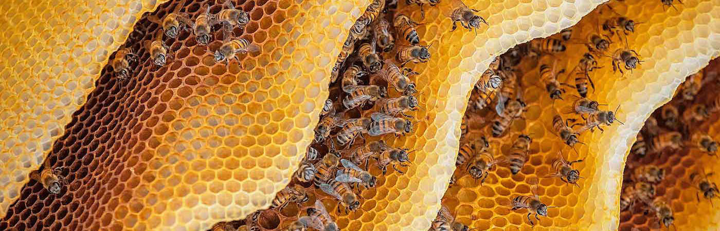 Bees in a hive with honey comb