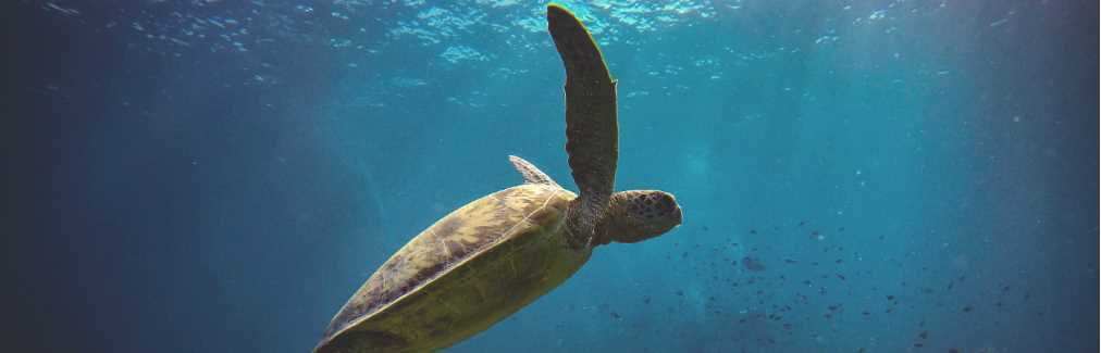 sea turtle